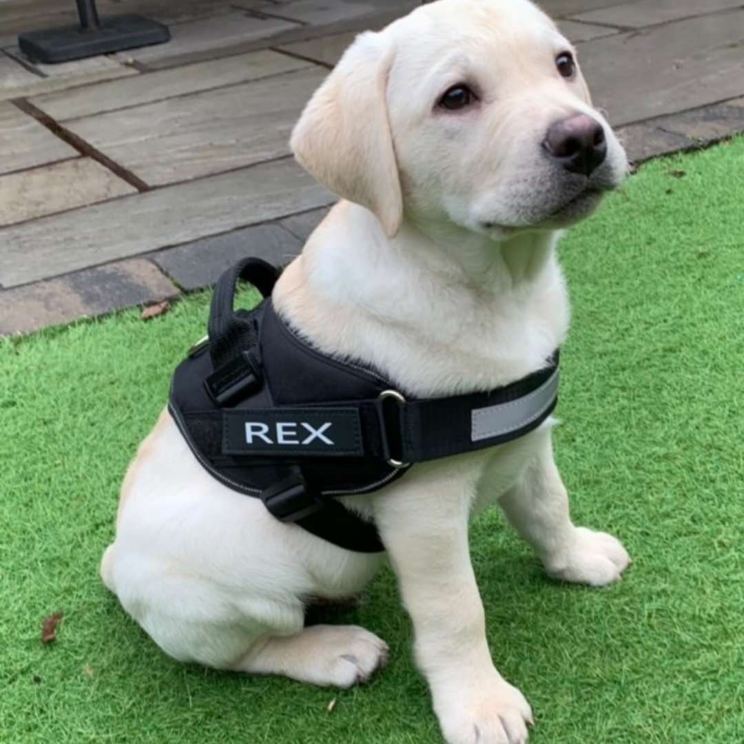 FERN™ Personalized No Pull Harness